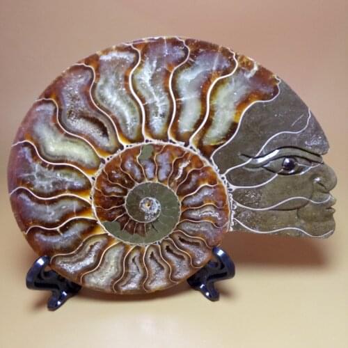 12-15cm natural quartz crystal snail ammonite fossils mineral carving skull to heal