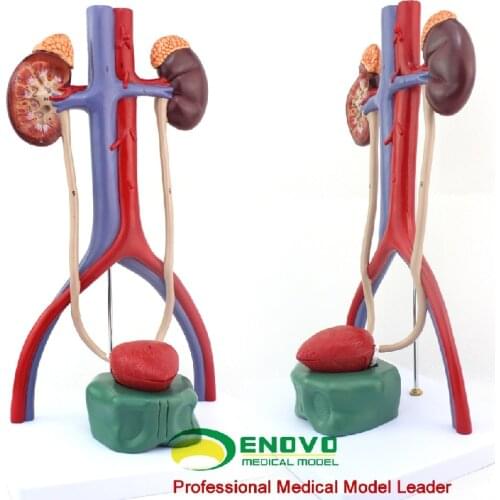 Human urothelial model renal ureter bladder urethra anatomical model DOI