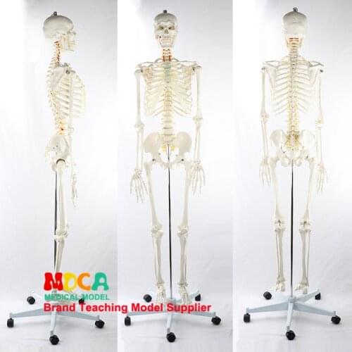 170CM human skeleton model white skeleton of spinal nerve Yoga medical teaching MGG304