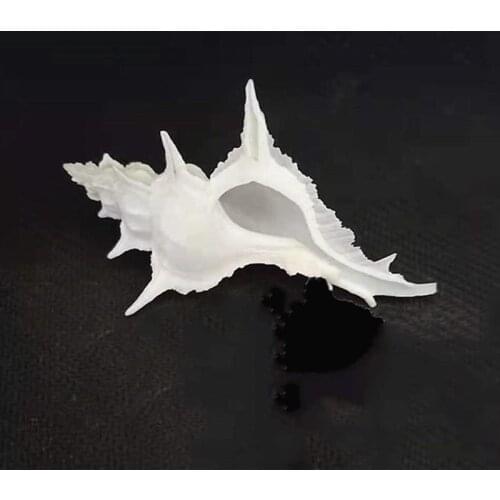 Natural Rare Conch Shell Green Turbo Nautical Home Decor Collectibles Specimen Seashell Wedding Decoration