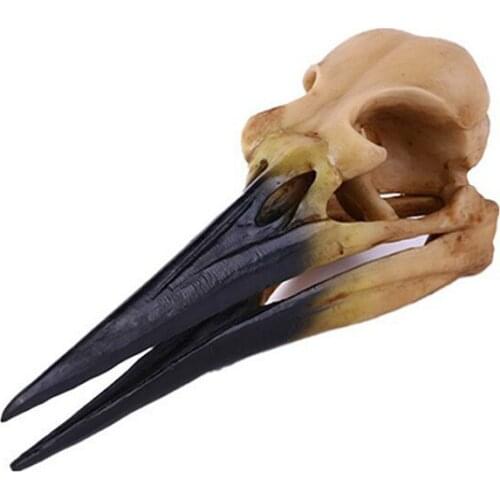 Resin dinosaur bird skeleton sketch practice classroom teaching accessories Animal skull model