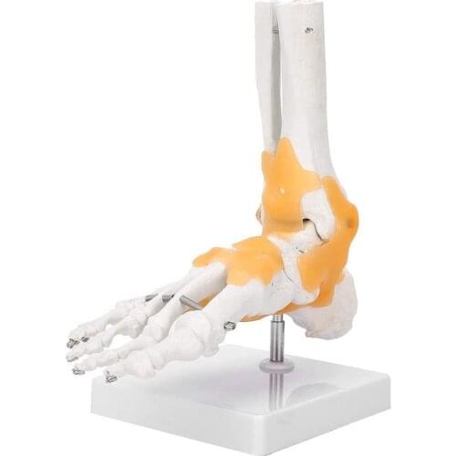 Human Foot Joint Model Ligament Foot Joint Bone Model Medical Skeleton Model Anatomy Human Anatomical Model
