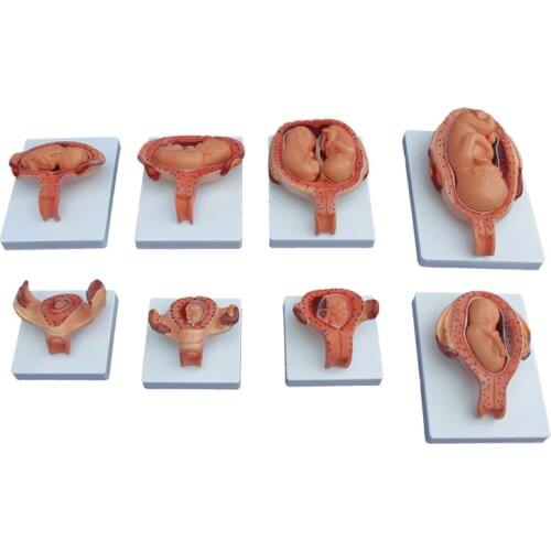 Development Process for Fetus, Embryo Development Process Anatomical Model