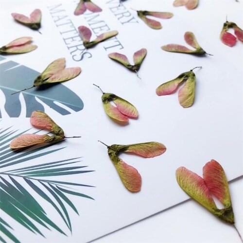Maple Fruit Dried Flower Embossing Plant Specimen Epoxy Jewelry Mobile Phone Case Pressed Flower Frame DIY Material