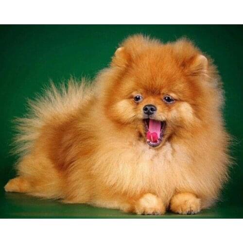 5D DIY Diamond Painting Puppy Home Decor Pet Handmade Gift