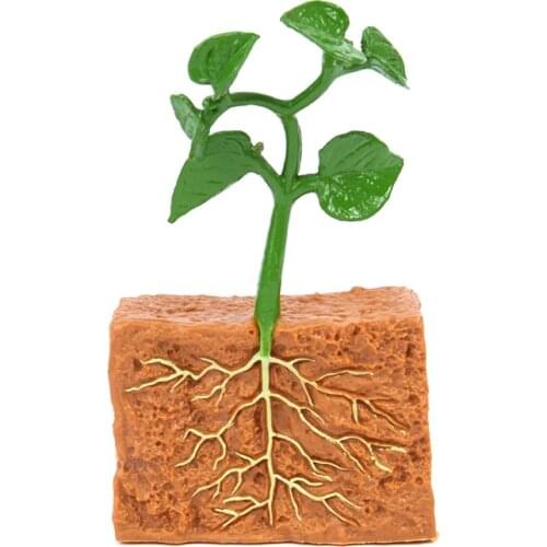 Plant Growth Cycle Life Cycle Model Set Simulation Model Action Teaching Material Educational Kids Toy Mini Plant Models