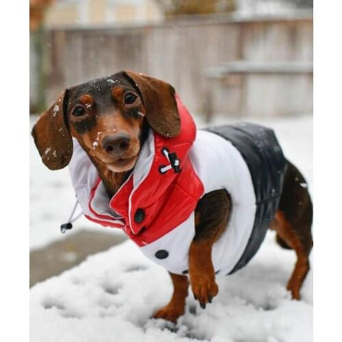 Winter Dog Down Jacket Fashion Pet Coat Super Warm Dog Jacket Down With Removable Chihuahua Teddy Winter Jacket