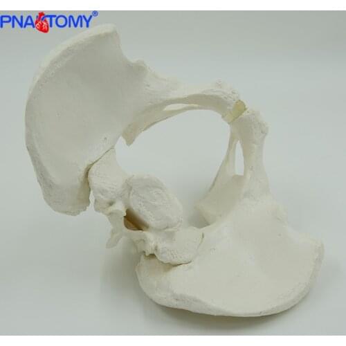 Life size male pelvis model pelvic bone ischium ilium and pubis sacrum coccyx and symphysis model human skeleton medical tool