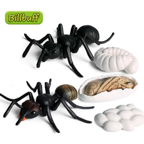 New Simulation Animal Growth Cycle Ant Snail Turtle Cub Cycle Figures Plastic Models Action Figures Educational Toy for children