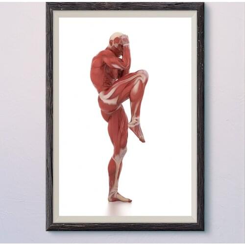 6-10 Human Structure Skeleton Blood Vessels Muscle Anatomy Decompose Professional Pictures Wa