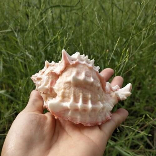 1pcs Natural Marine Seashell pink Conch Ornament Beach Wedding Party Shell Craft Decor Sea Wave Sound Creatives Conch Kids Gifts