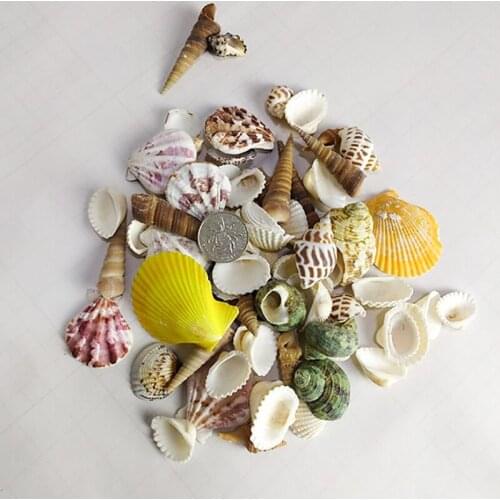 Colore mixed small sea shells aquarium decoration ornaments natural mini conch