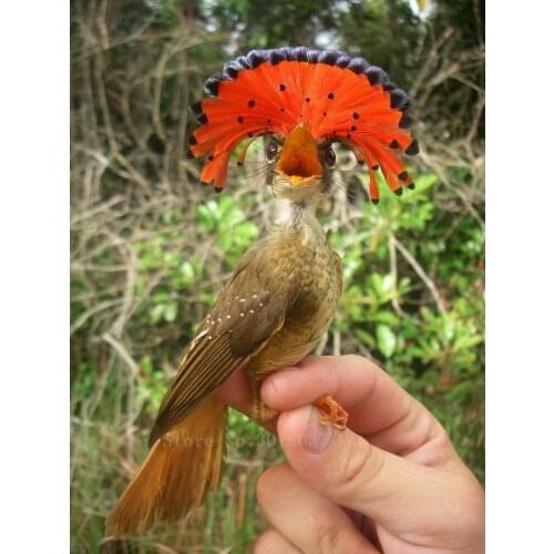 Diy Diamond Painting Cross Stitch Bird Of The Feathered Wing Diamond Mosaic Full Diamond Embroidery Rhinestone Gift Decoration