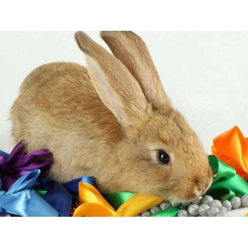 Diy Diamond Painting Rabbit Fruit Animal Diamond Round Diamond Decoration Customizable Wall Art Decoration Frameless Style