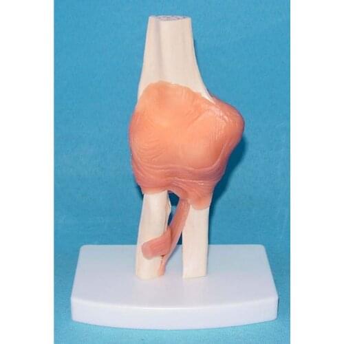 Anatomical Adult Elbow Bone Model Skeleton Teaching Medical Explanation Biology Specimen