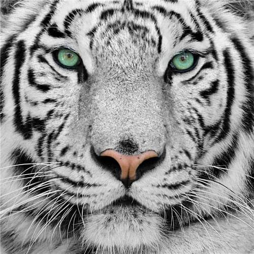 JMINE Div 5D white tiger Full Diamond Painting cross stitch kits art High Quality Animal 3D paint by diamonds