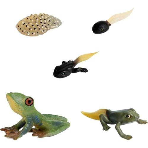 Plastic Kids Insects Cycle Figure Frog Animal Growth Model Playset Pre-school Learning Imagination Biology Toys Party Favors