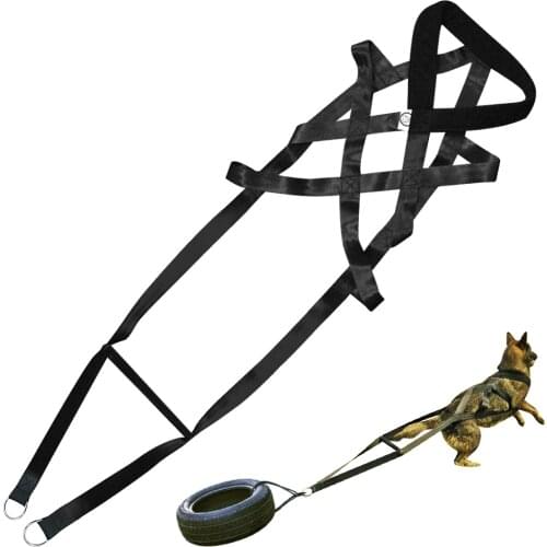Didog Trainers For Dogs
