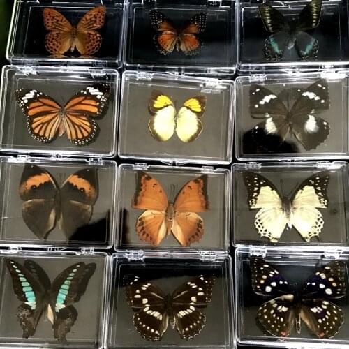 1PCS Natural Real Butterfly Specimen box Colorful Mixed Pretty Butterfly Education Teaching Home Decor Artwork Material gift DIY