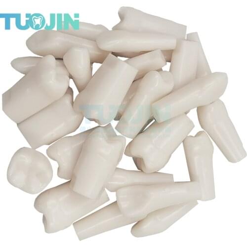 28PCS Free Shipping Compatibly Nissin Brand Dental Resin Tooth Model Material Plastic Teeth Teaching Model Dentistry Product