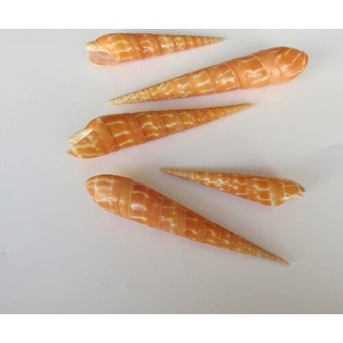 Natural Starfish Conch Seashells Bamboo Shoots Pen Snails Collection Specimens Home Decoration Fish Tank Landscaping