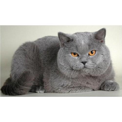 British Shorthair Cat Diamond Embroidery DIY Kit Handmade Painting Diamond Mosaic Craft Home Decor Gift Wall Room Art Painting