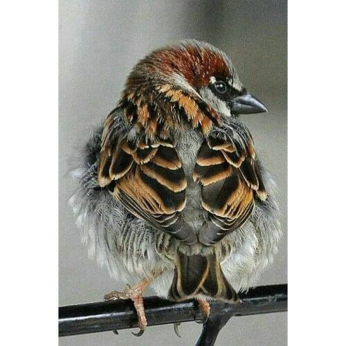 Diy diamond painting cross stitch kits animal full 5D diamond embroidery sparrow icon diamond mosaic picture Home Decoration
