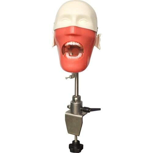 Dental manikins and models Phantom Head for for teaching and learning in dental classes Dental Student model