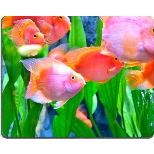 Y011 Natural Rubber Gaming mouse pad mouse mat Closeup of beautiful Sea Fish In fish tank PM011398