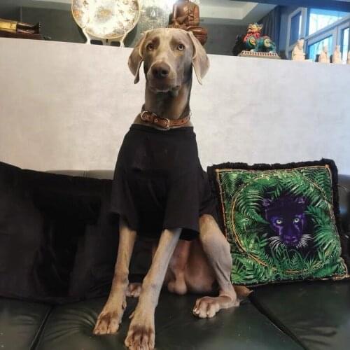 New Style Pet Dog T-shirt Vest Jersey For Small Medium Large Dogs Schnauzer French Bulldog Schnauzer Pug Dropshipping ZJC26