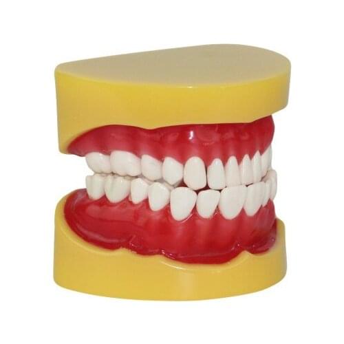 Extraction tooth Adult teeth Can pull Stomatology Training tooth model free shipping