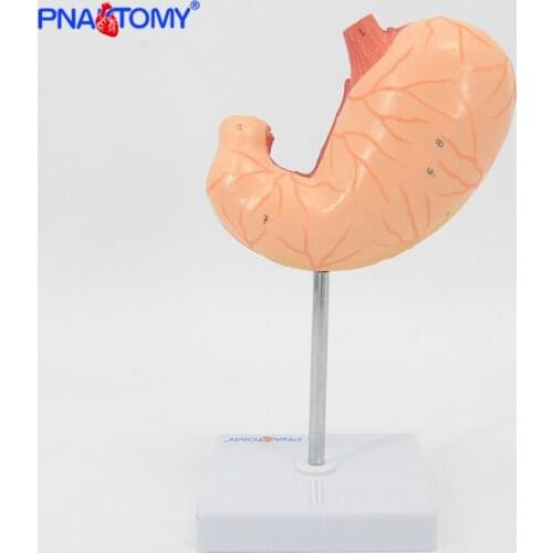 1:1 Life Size Human Stomach Anatomical Model Medical Coronal Section Medical Gift for Hospital Digestive System Organs Anatomy