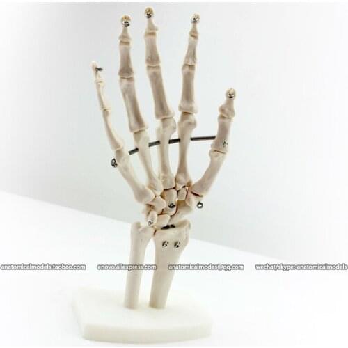 CMAM/12349 Human Hand Skeleton Medical Anatomical Model on Base Stand, Life Size, Articulated