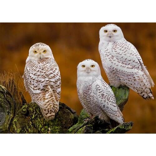 5D Diamond Mosaic Full Squarer/Round Diamond Embroidery owl DIY Diamond Painting Cross stitch Kit Rhinestone Decor Paintings KL9