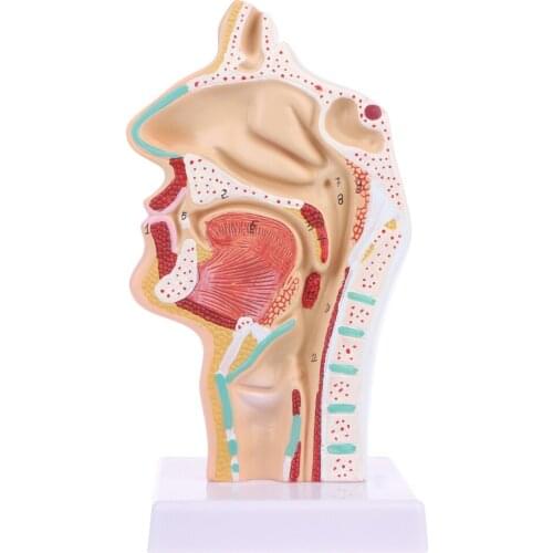 2020 New Human Anatomical Nasal Cavity Throat Anatomy Medical Model Teaching Tool
