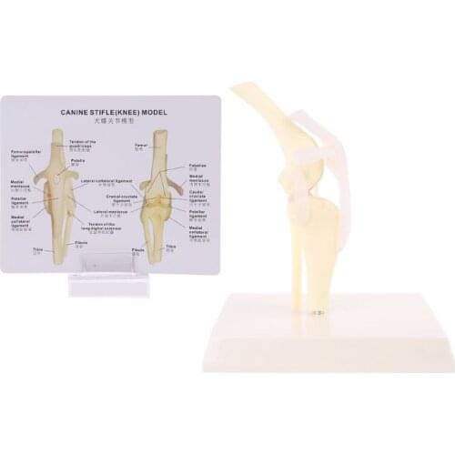 Dog Canine Knee Joint Model Veterinary Teaching Research Skeleton Animal Display Halloween Gift for Educators and Students
