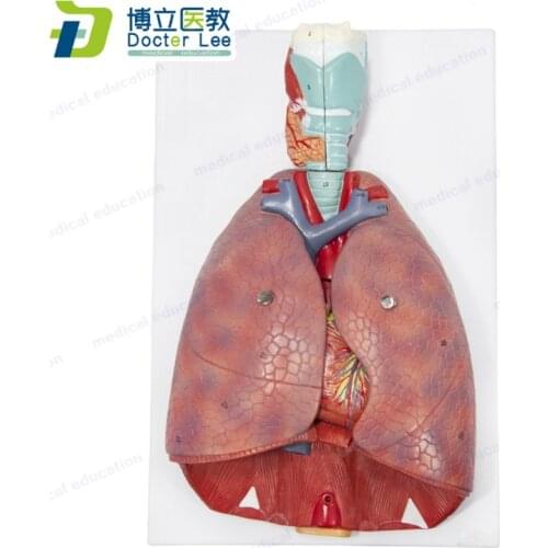 3/4 Life Size Model has 7 Removable Parts Human Lung and Respiratory System Model Includes 2 Part Heart and Detachable Larynx