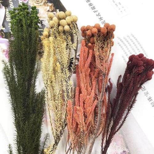 Japan Imported Eternal Flower Coral Fruit Small Football Eternal Flower DIY Material Package Glass Cover Photo Frame