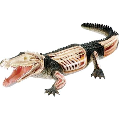 Realistic Crocodile Anatomical Model Children Animal Puzzle Assembly Toys Crocodile Bones Organ Anatomical Model Building Kits