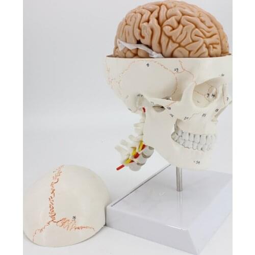1:1 medical skull model brain anatomical model with digital coding number cervical spine skleotn model