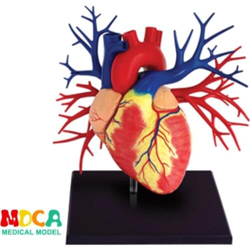 1:1 Heart 4d master puzzle Assembling toy human body organ anatomical model medical teaching model