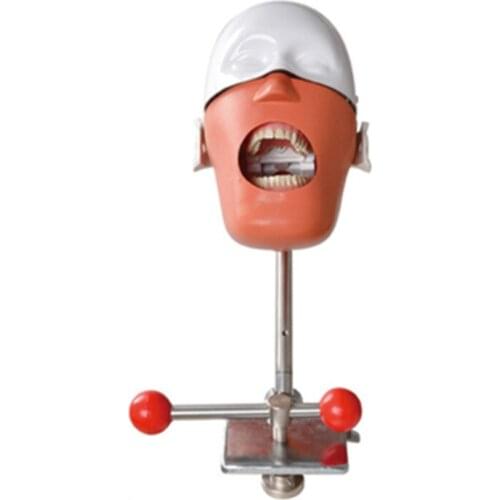 Dental simulator phantom head Dental phantom head model with new style bench mount for dentist education