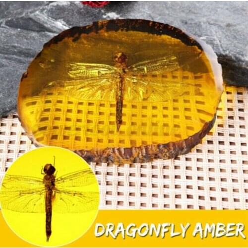 Amber Fossil Insects Dragonfly Manual Polishing Insect Ornaments Home Decor