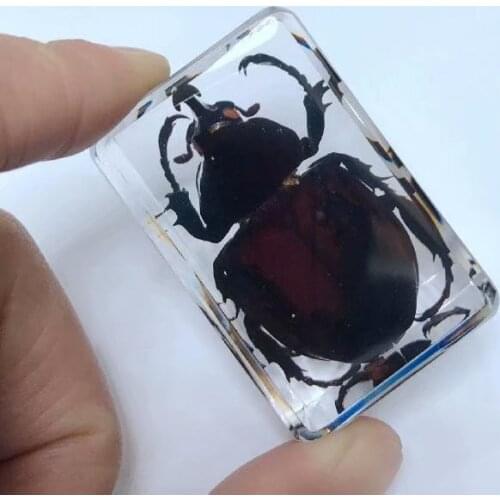 FREE SHIPPING Discount Sale Creative SO 4 Cool Specimen Books Tools Home Decorative Gift