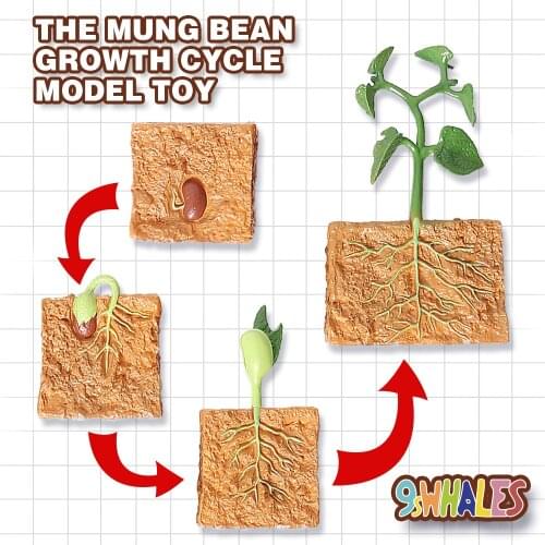 Plants Children Adult S Size Simulation Of Plants PVC Mung Bean Growth Cycle Model Toy Popularization Of Science Decoration
