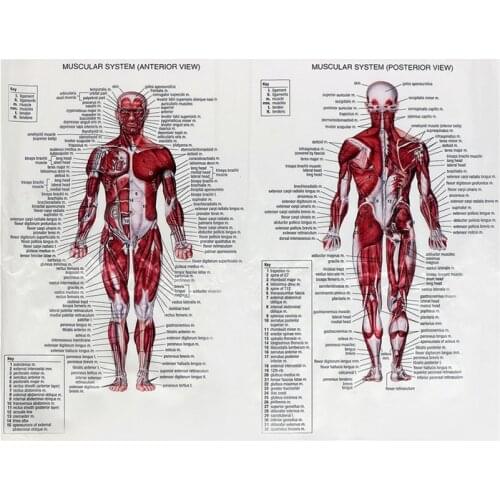 Muscle System Posters Silk Cloth Picture Human Body Anatomical Chart Medical Science Educational Teaching Foot Head Health Care