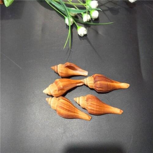 NATURAL CONCH SHELLS DIY HANDMADE MEDITERRANEAN AQUARIUM FLOOR DECORATION SHELL DECORATION SHELL SEA NATURAL SEASHELL