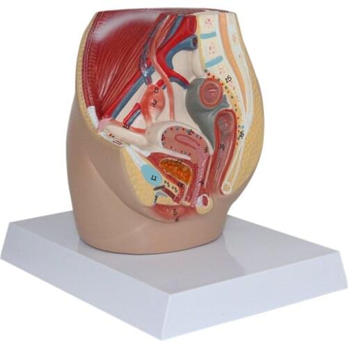 Human Female genital model female pelvic incision vaginal uterus attachment 16.5*12.5*15cm PVC material