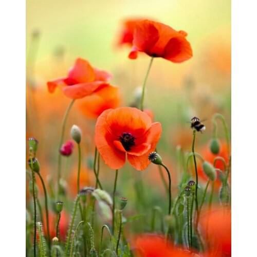 5D DIY Square/Round Diamond Painting red Poppy flower Cross Stitch Diamond Embroidery floral Needlework home Decoration WG976