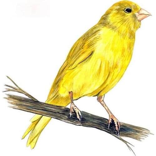 Personality Yellow Canary Finch Bird Watching Home Office Room Camp Decor Decal Wall Art Car Sticker Graphic Apply To Car Window